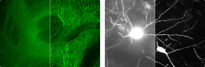 微小構造の高倍率・高解像度撮影