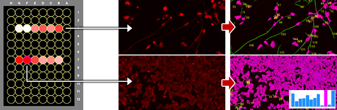 マルチウェルプレートを用いたプレート解析