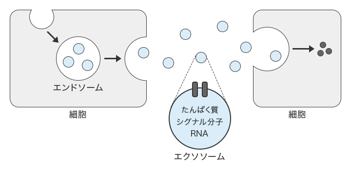 エクソソームの局在観察 | 顕微鏡観察ラボ | キーエンス