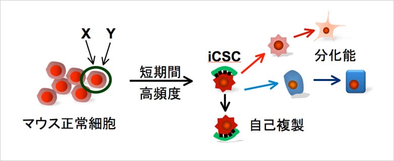 イメージ：iCSCの作製。正常細胞に限定された…